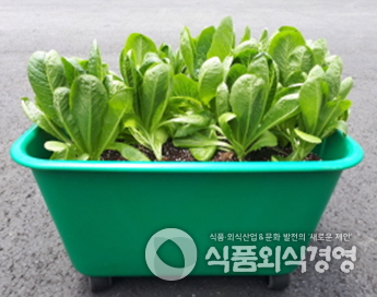 광진구 친환경 상자텃밭 모습