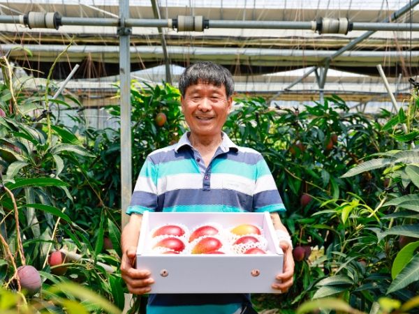 완도산 애플망고 본격 출하, 맛과 향 뛰어나 인기