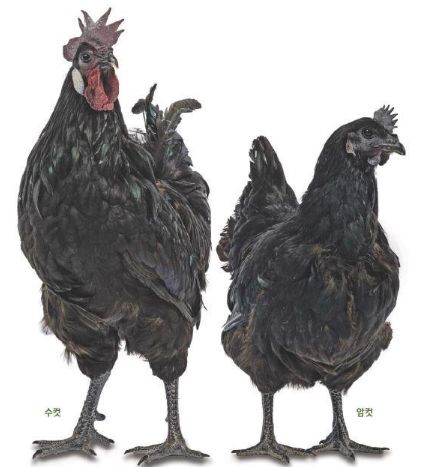 재래 닭 ‘오계(烏鷄)