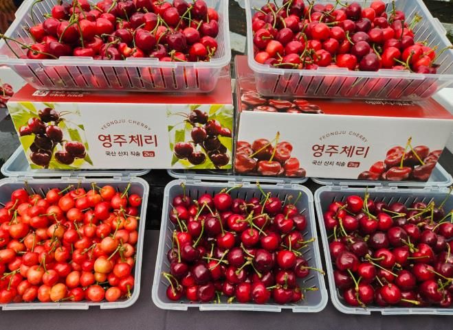 신선하고 새콤달콤한 영주 체리 홈쇼핑서 ‘인기’